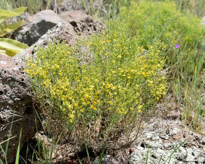 Threadleaf Snakeweed flowers from June or July to October through November or even December depending on summer rainfall. Gutierrezia microcephala